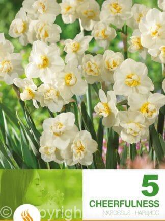 Narcissus Cheerfulness