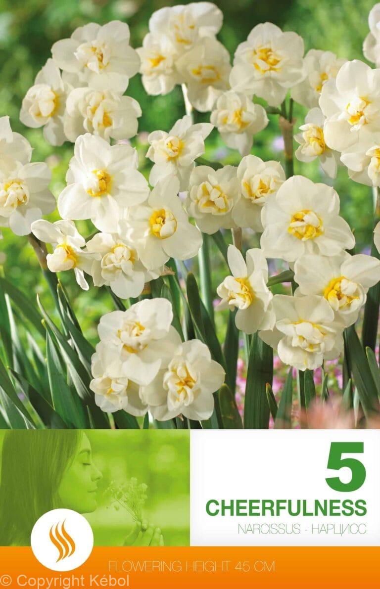Narcissus Cheerfulness