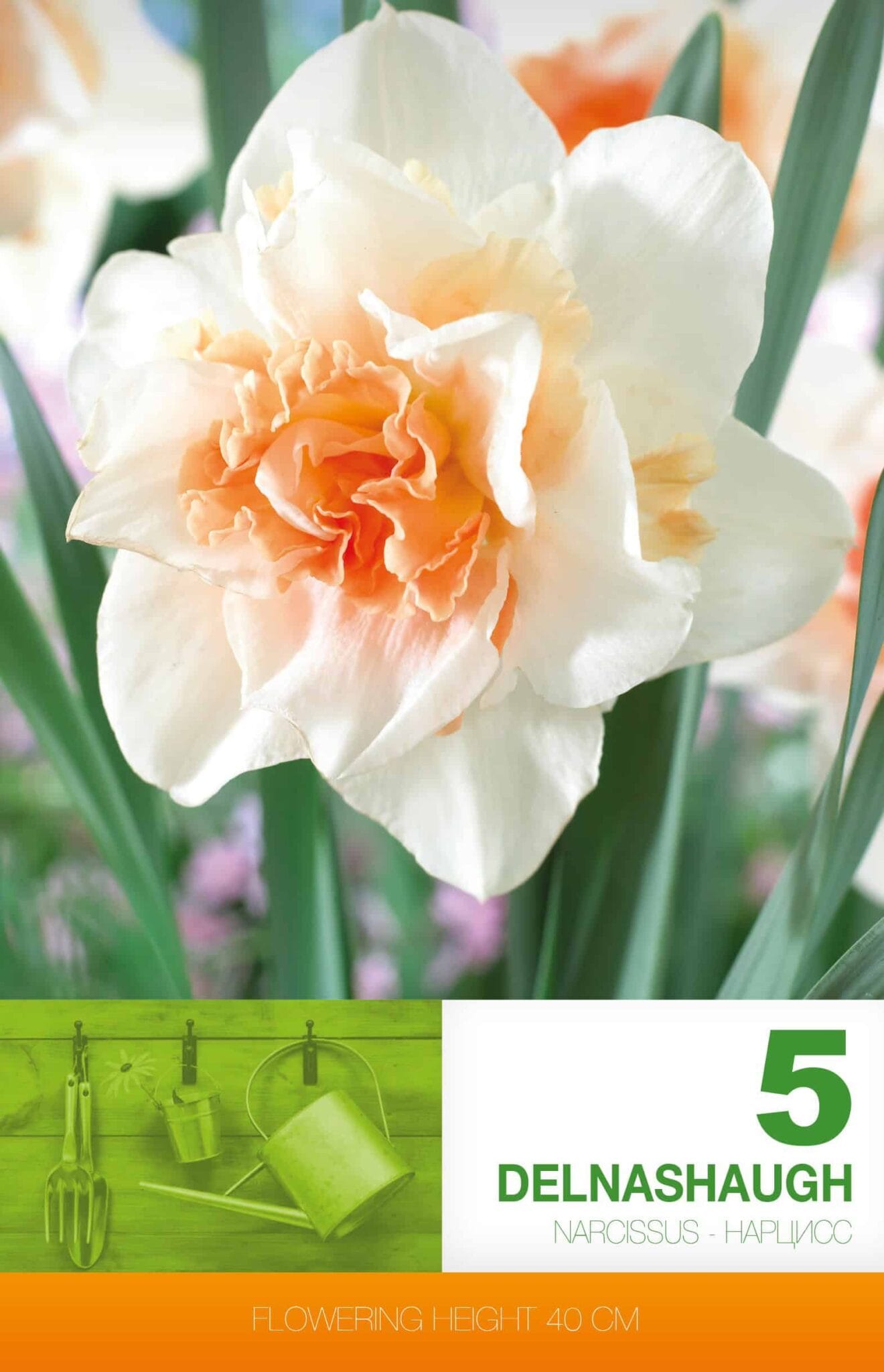 Narcissus Delnashaugh
