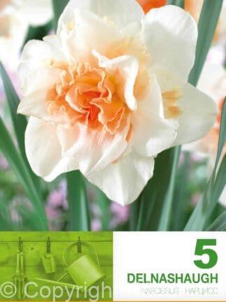 Narcissus Delnashaugh