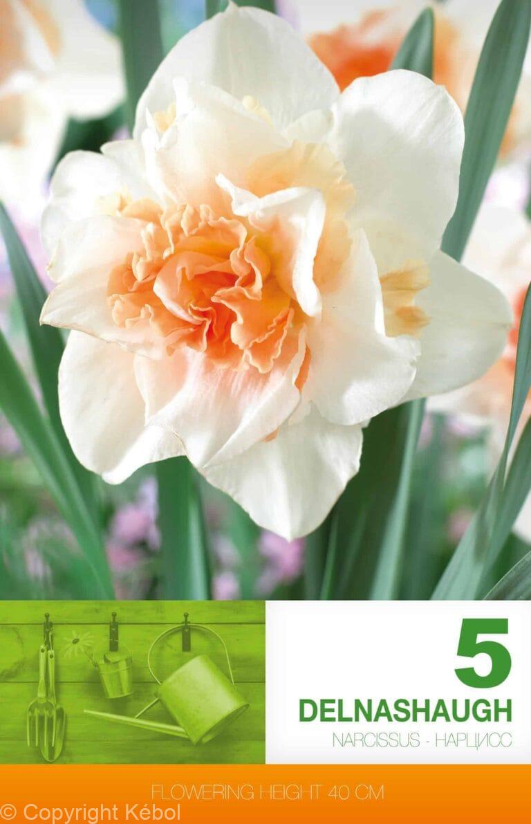 Narcissus Delnashaugh