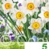 Narcissus Flower Record