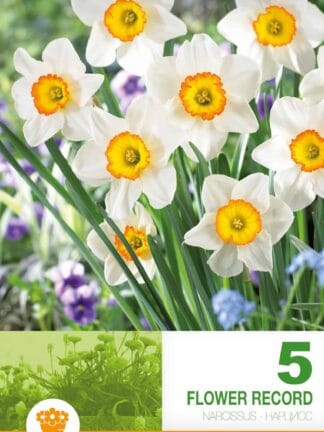 Narcissus Flower Record