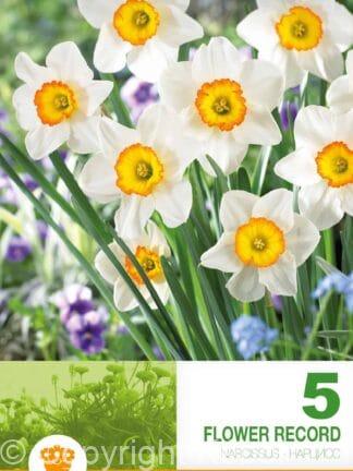 Narcissus Flower Record