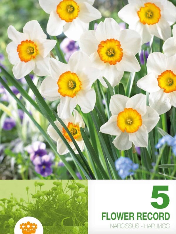 Narcissus Flower Record