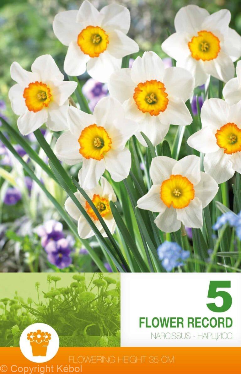 Narcissus Flower Record