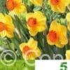 Narcissus Fortune