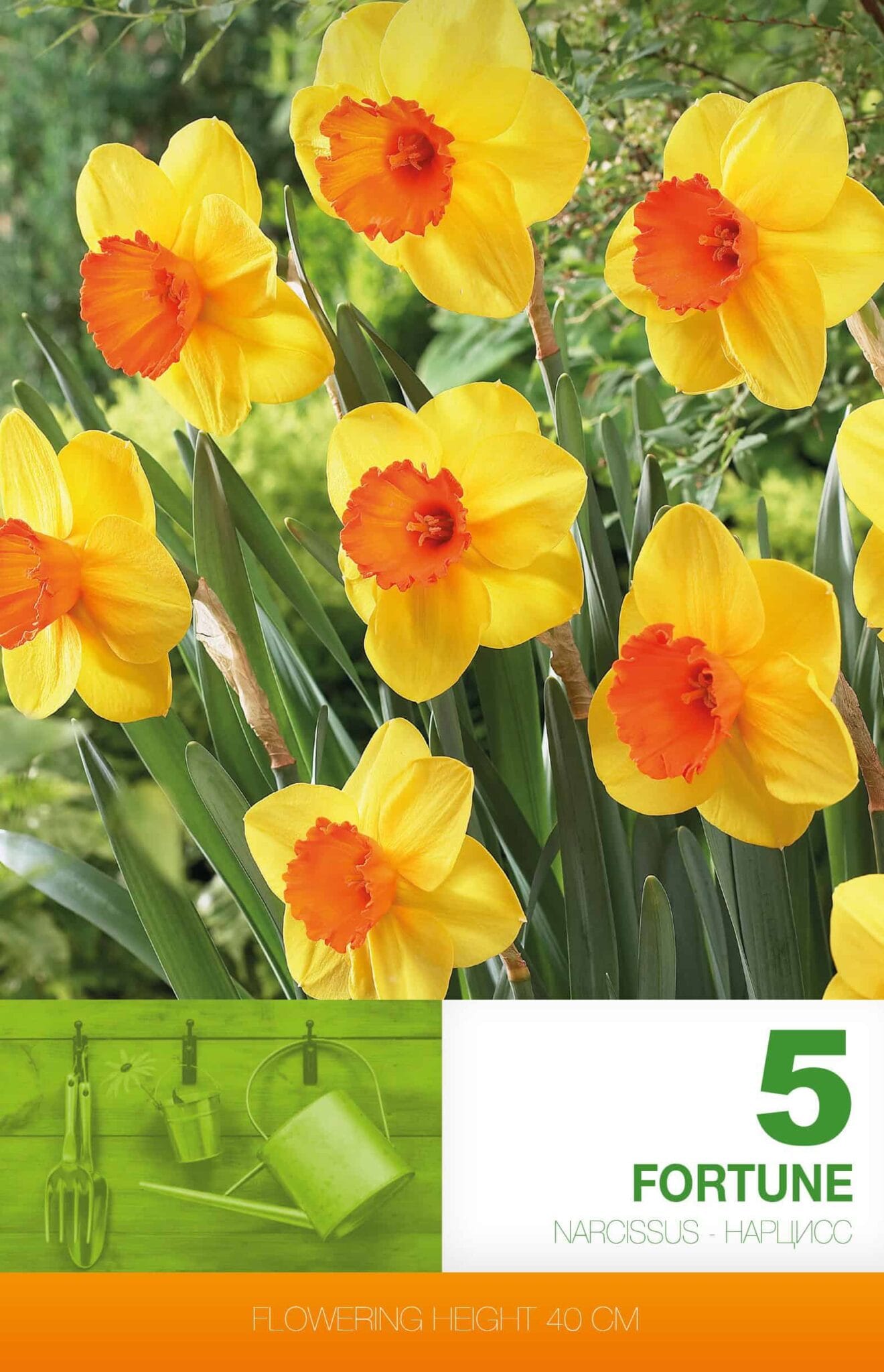 Narcissus Fortune