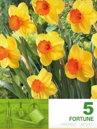 Narcissus Fortune
