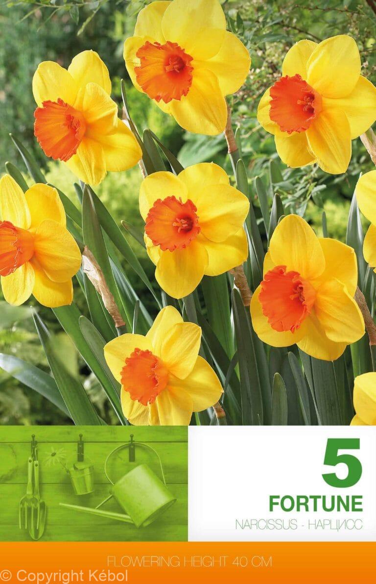 Narcissus Fortune
