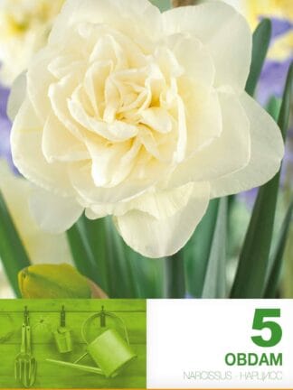 Narcissus Obdam