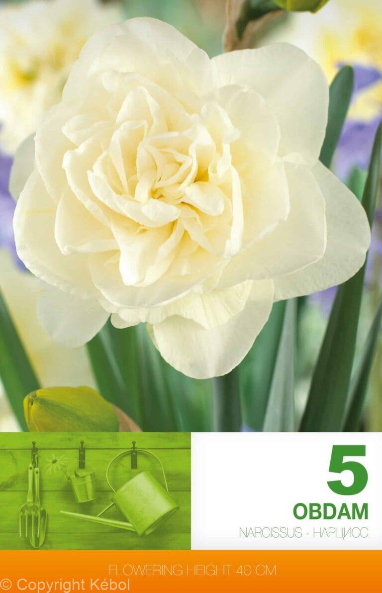 Narcissus Obdam