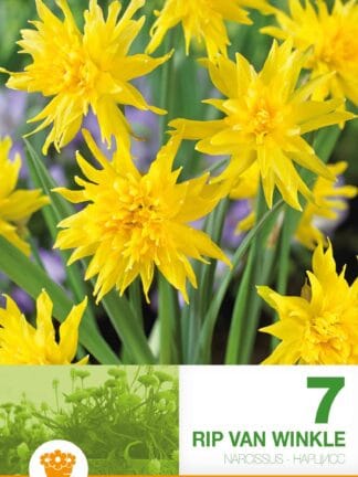Narcissus Rip van Winkle
