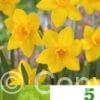 Narcissus Sweetness