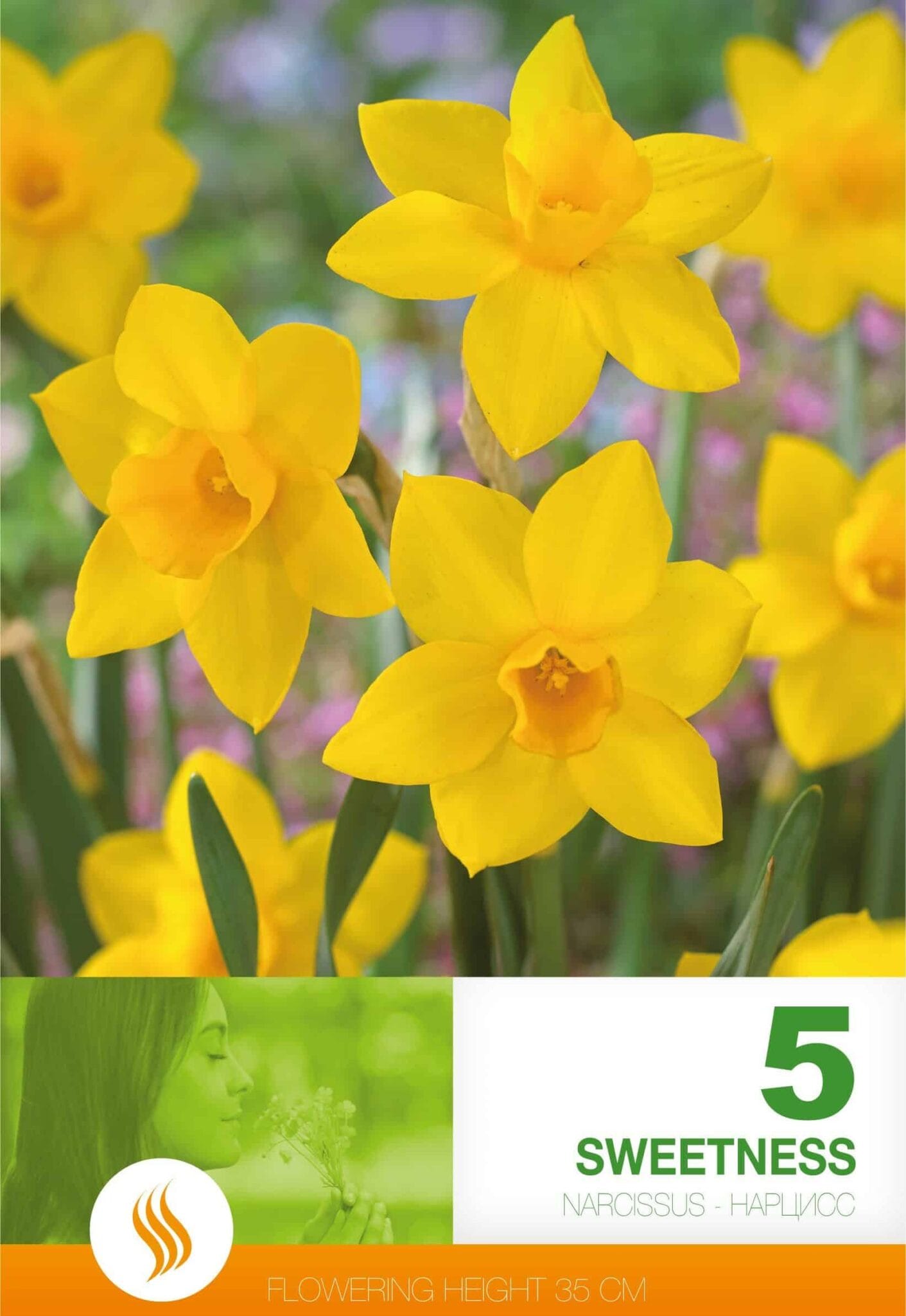 Narcissus Sweetness