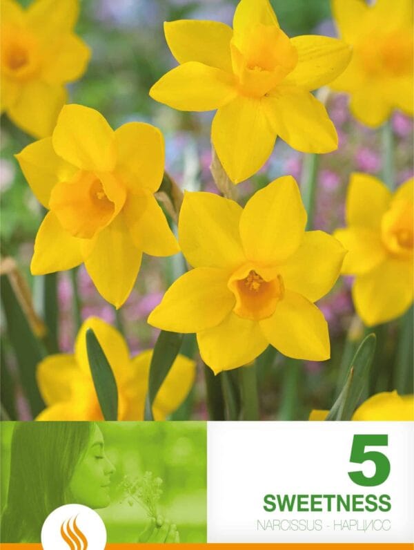 Narcissus Sweetness