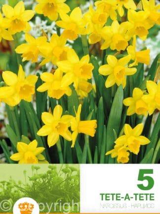 Narcissus Tête-à-Tête