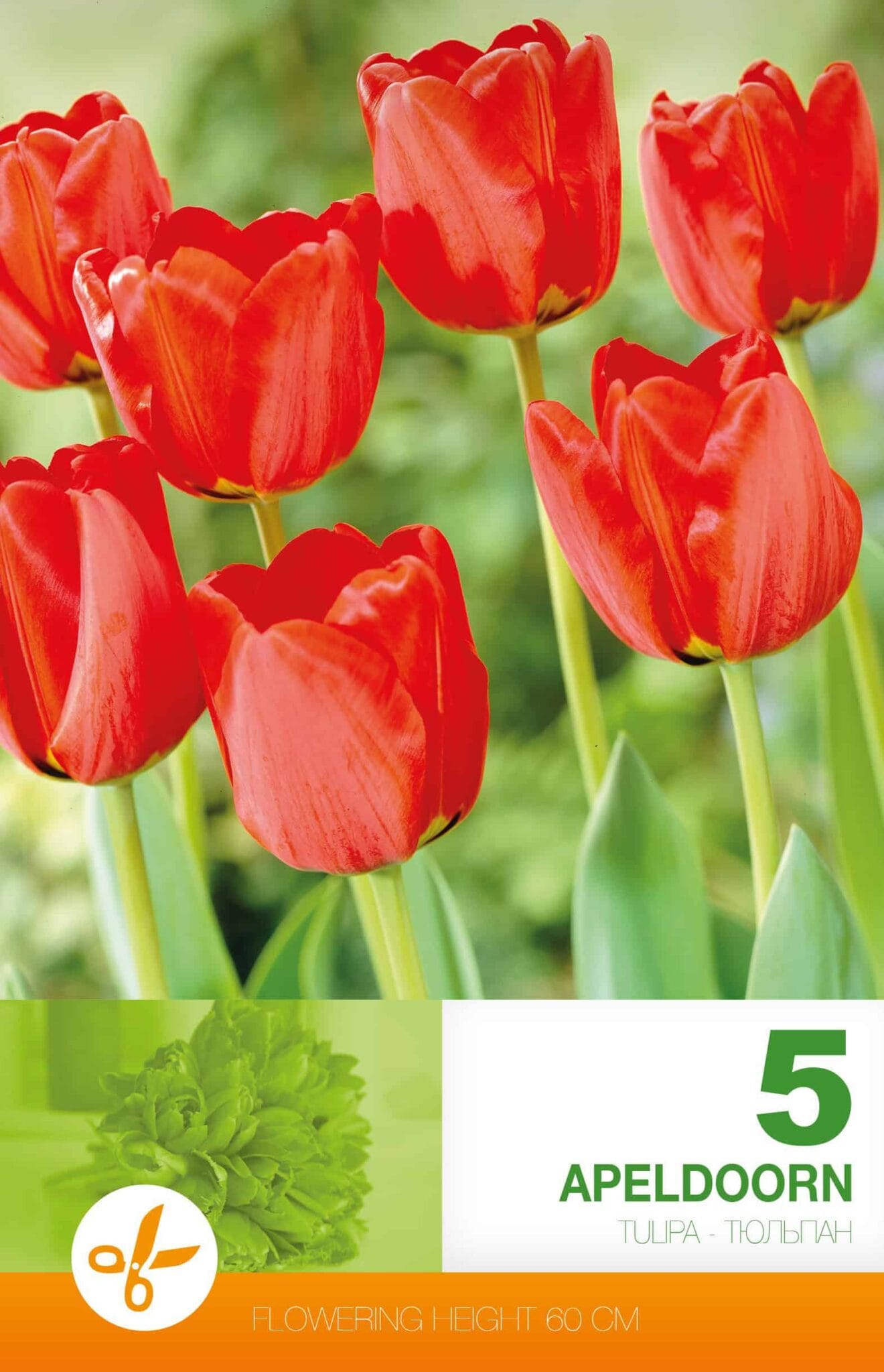 Tulipa Apeldoorn