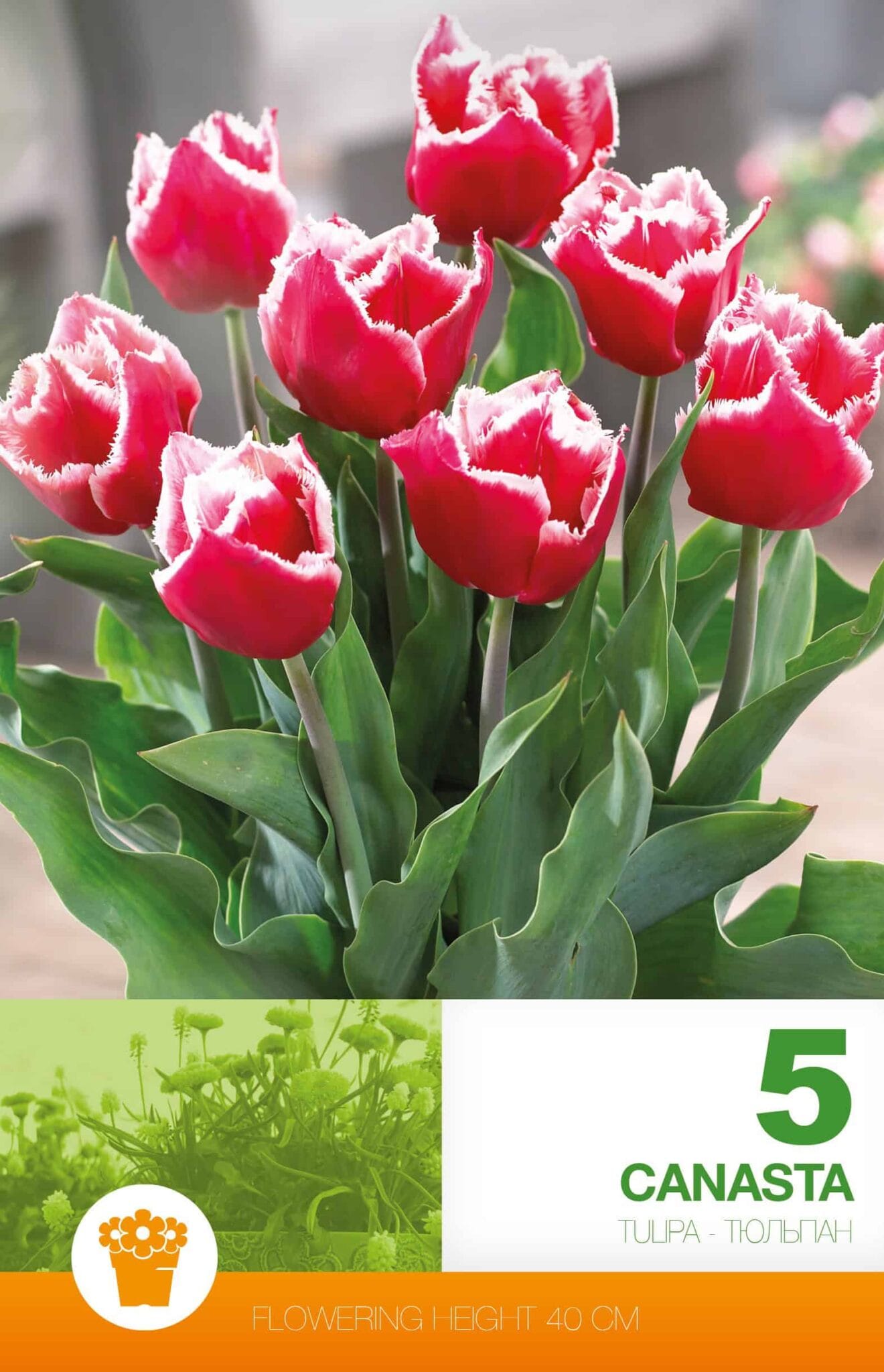 Tulipa Canasta