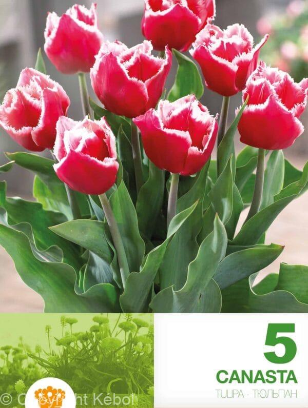 Tulipa Canasta