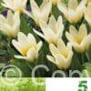 Tulipa Concerto