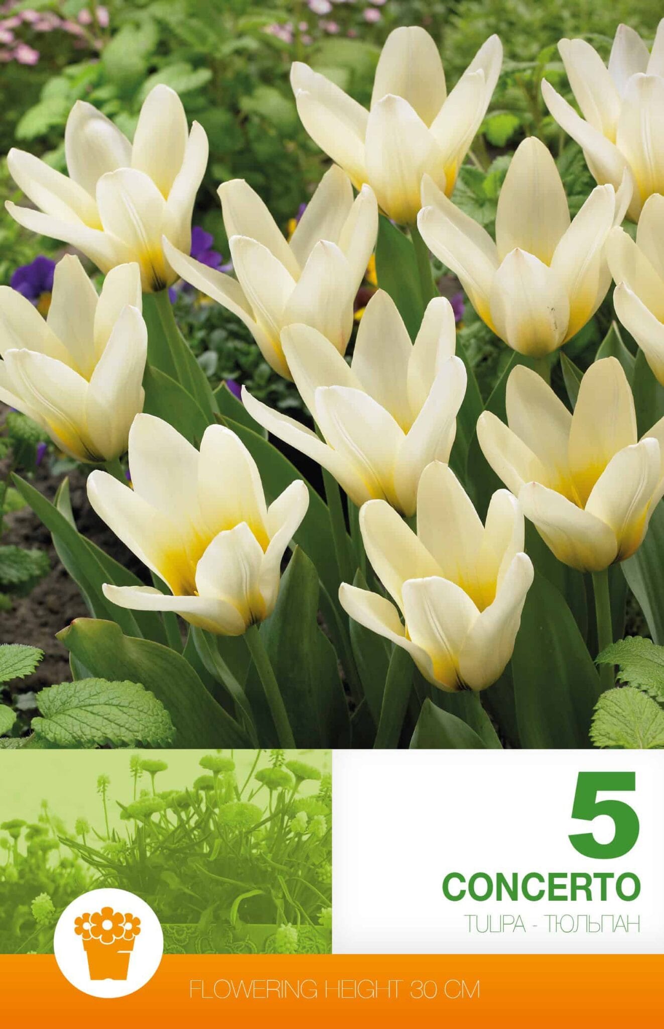 Tulipa Concerto