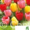 Tulipa Darwin Hybrid Mixed