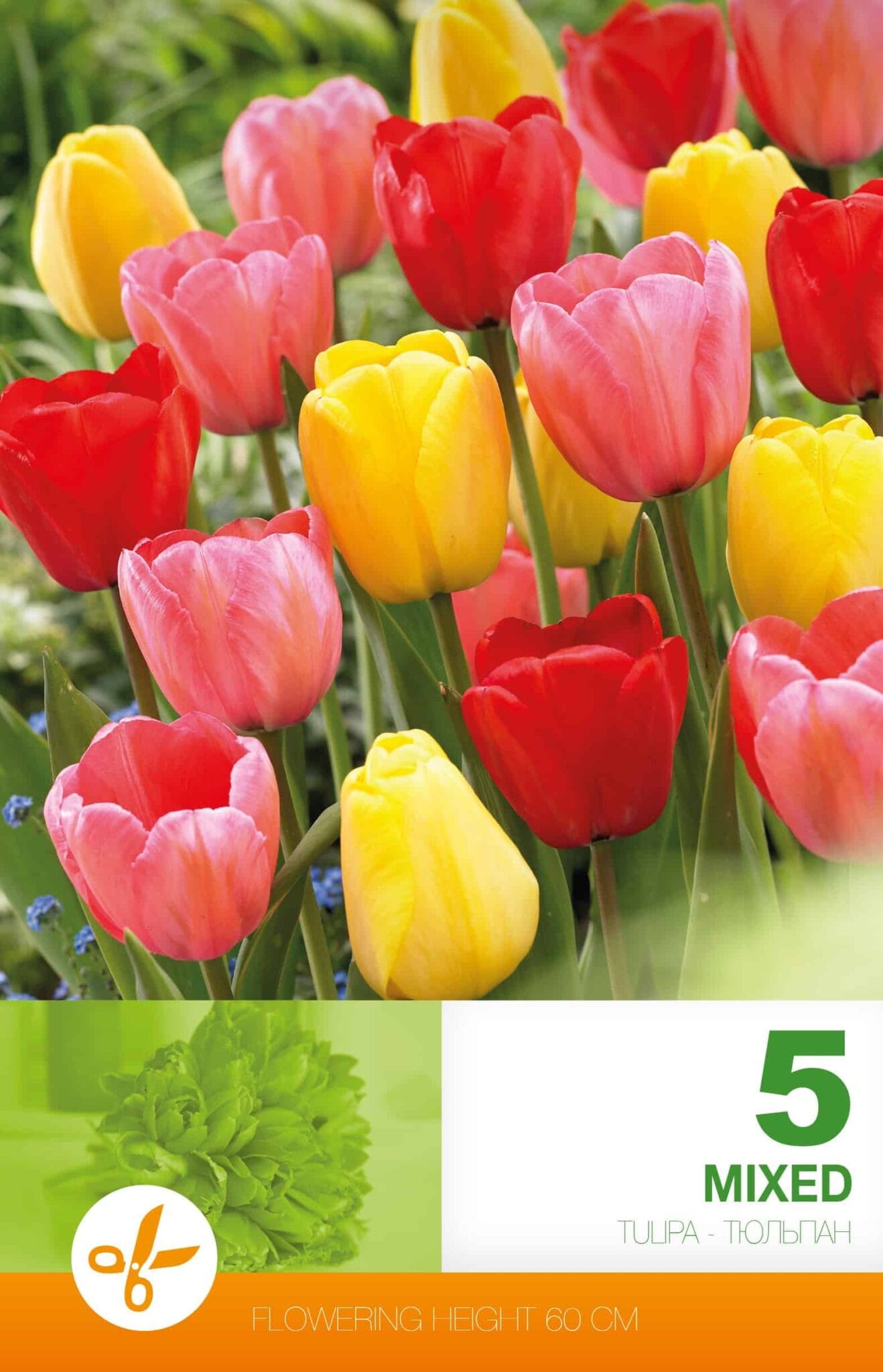 Tulipa Darwin Hybrid Mixed