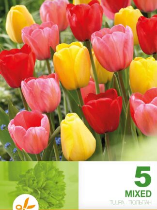 Tulipa Darwin Hybrid Mixed
