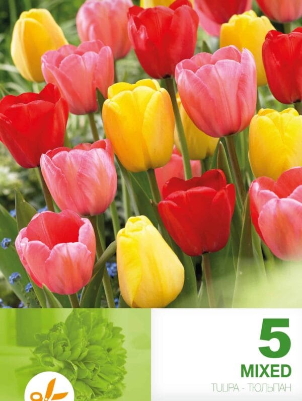 Tulipa Darwin Hybrid Mixed