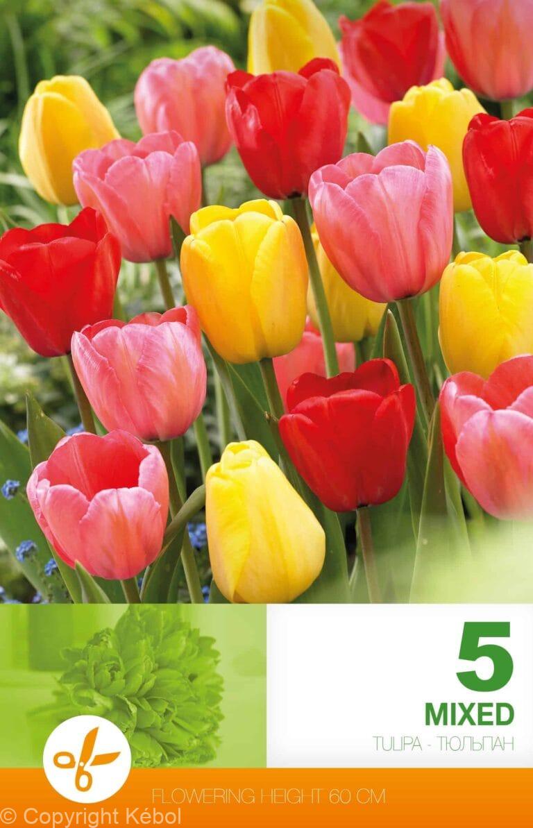 Tulipa Darwin Hybrid Mixed