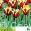 Tulipa Gavota
