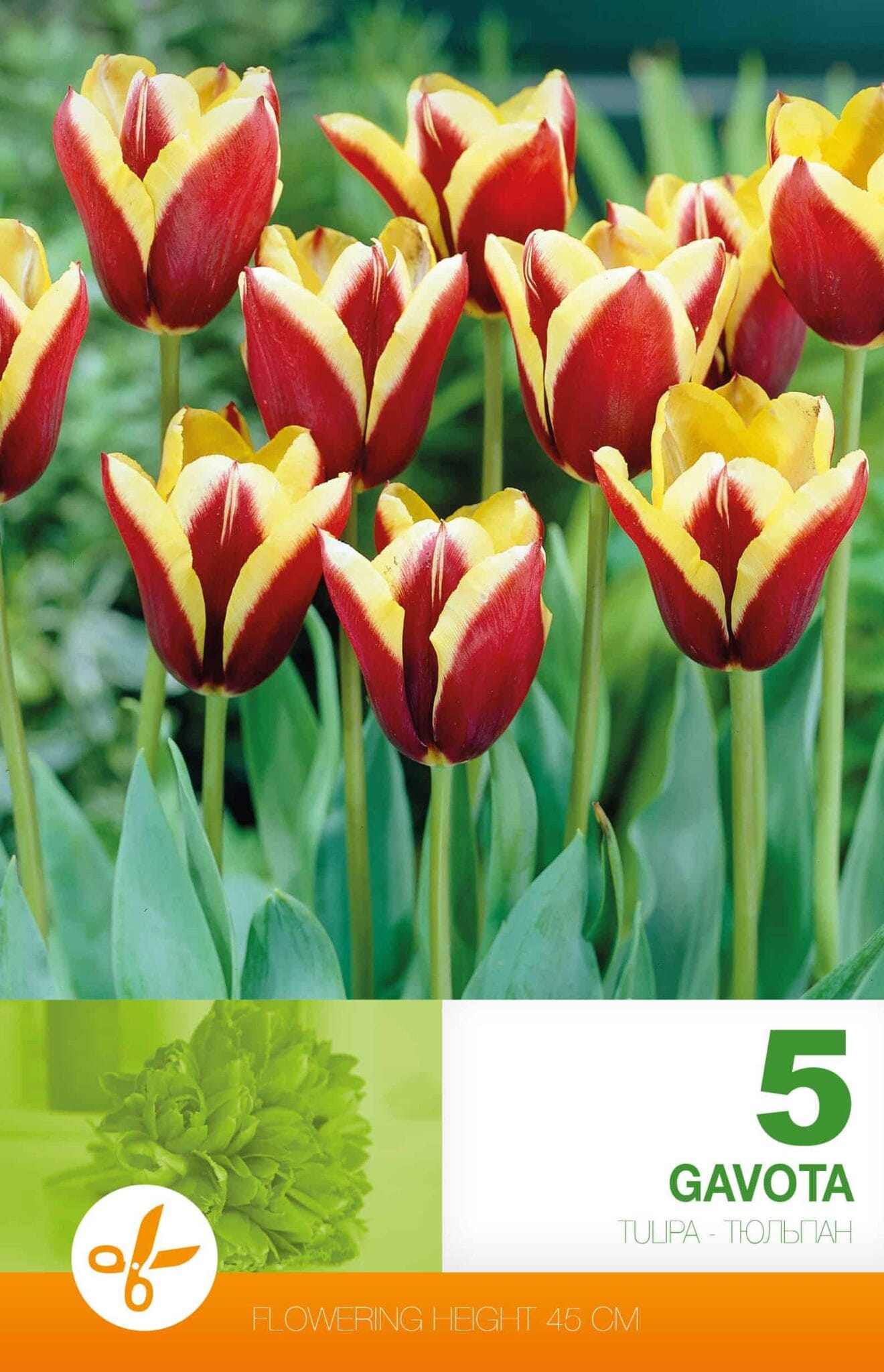 Tulipa Gavota