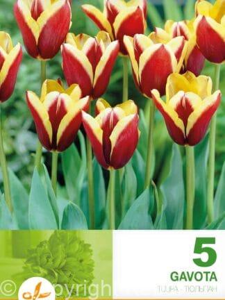 Tulipa Gavota