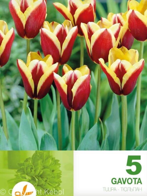 Tulipa Gavota