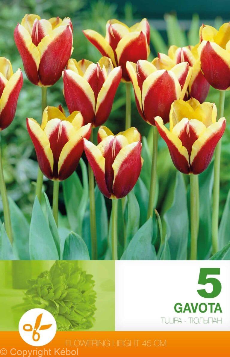 Tulipa Gavota
