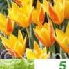Tulipa Giuseppe Verdi