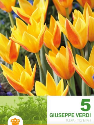 Tulipa Giuseppe Verdi