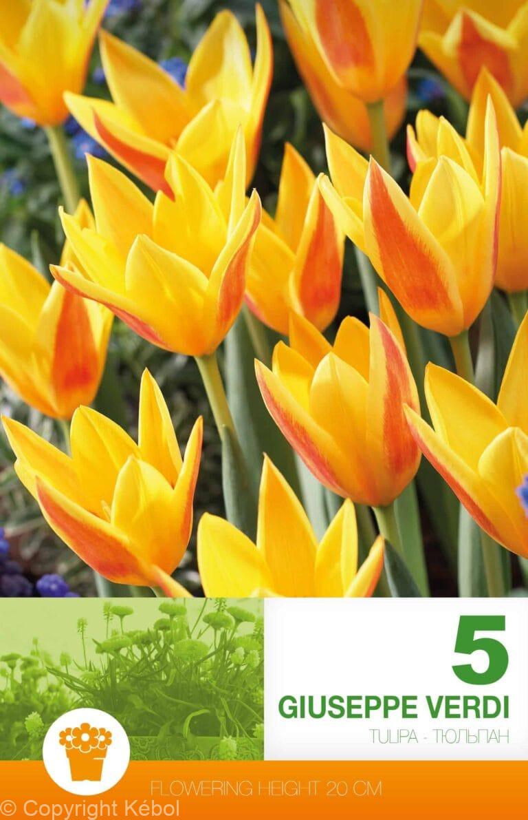 Tulipa Giuseppe Verdi