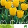Tulipa Golden Apeldoorn