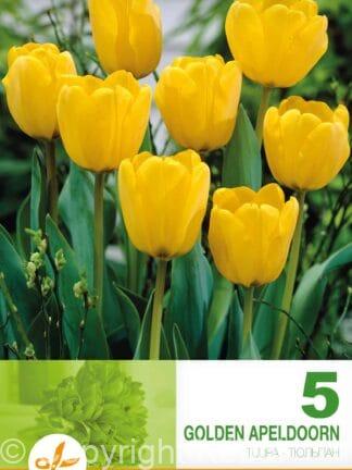 Tulipa Golden Apeldoorn