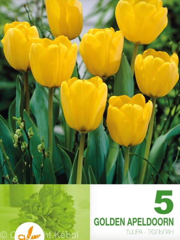 Tulipa Golden Apeldoorn