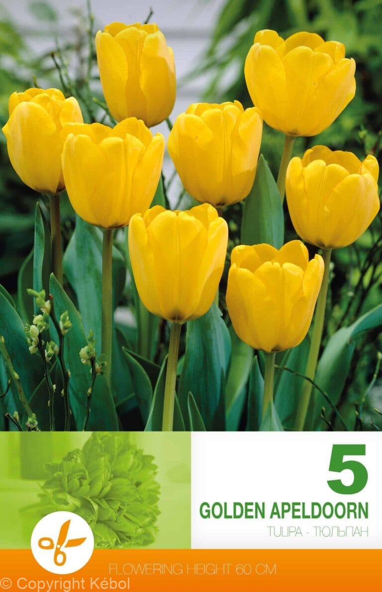 Tulipa Golden Apeldoorn