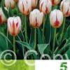 Tulipa Happy Generation