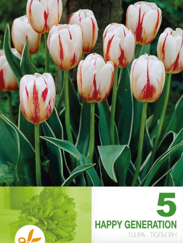 Tulipa Happy Generation