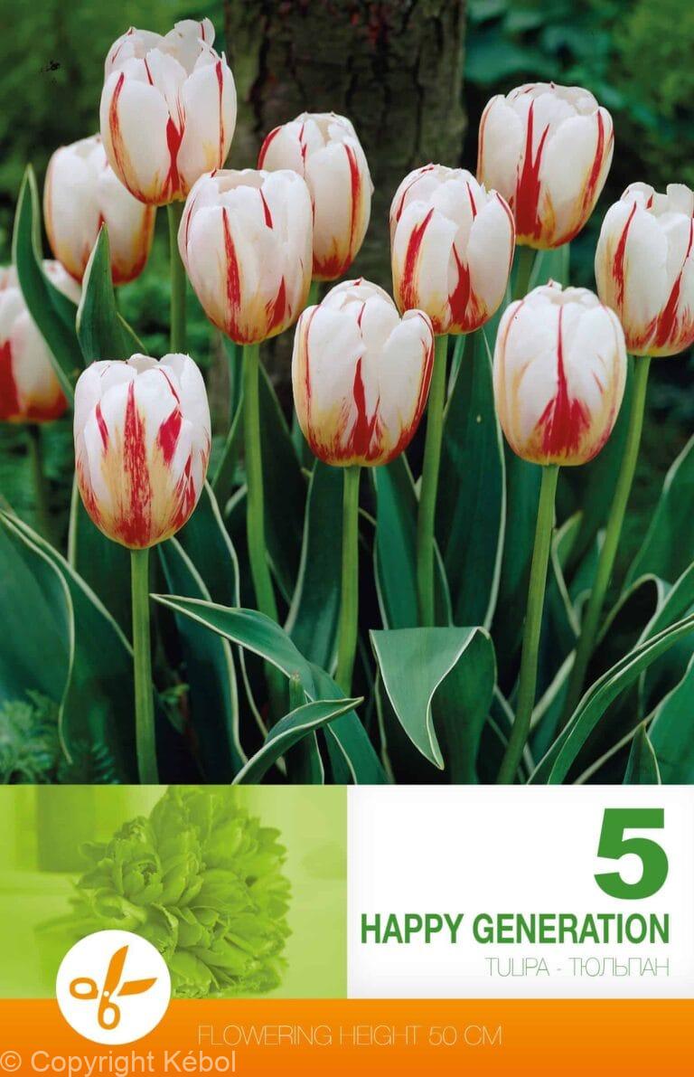 Tulipa Happy Generation