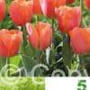 Tulipa Jimmy