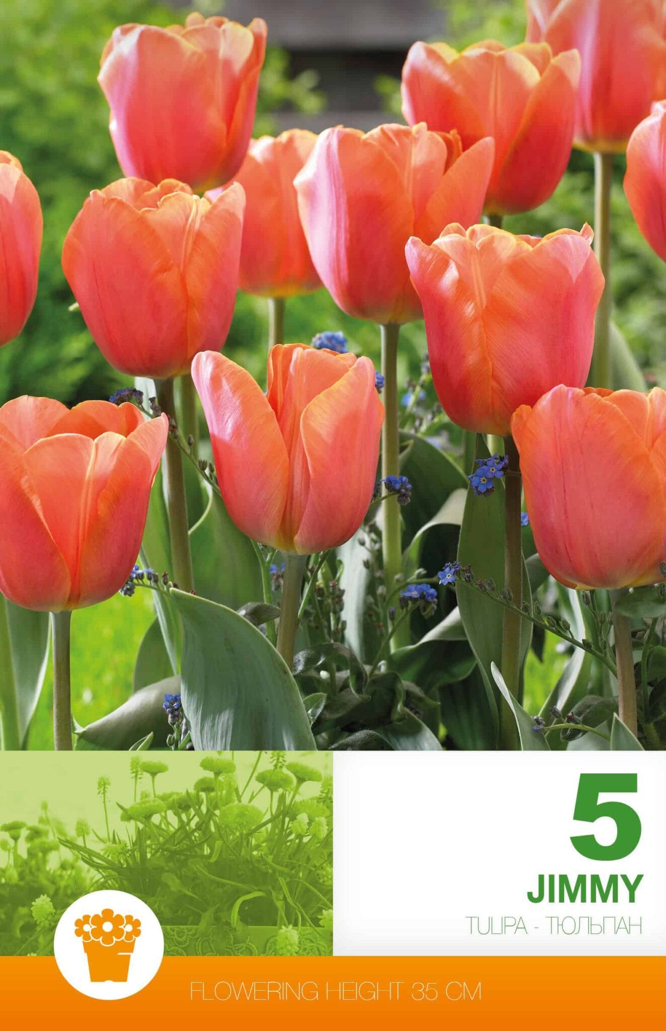 Tulipa Jimmy