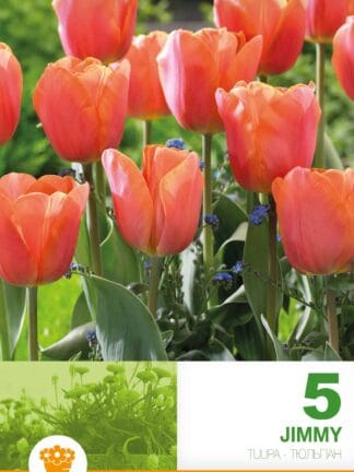 Tulipa Jimmy