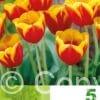 Tulipa Kees nelis
